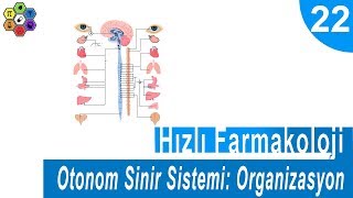 OTONOM SİNİR SİSTEMİ: ORGANİZASYON 1  Hızlı