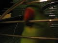 Cri de guerre de Kiwi!