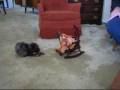 videos de Yogi and Cricket help decorate for Xmas with Grandma Reindeer