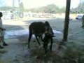 karachi mad cow ever