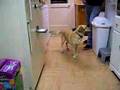 videos de Lynn dances to sqweeky deeky