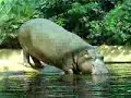 Hippopotamus Diving Hippopotamus Diving