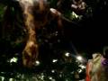 videos de mgm grand