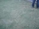 柴犬動画