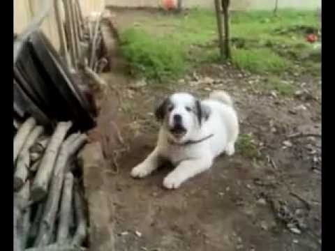 KANGAL YAVRUSU