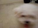 hamish