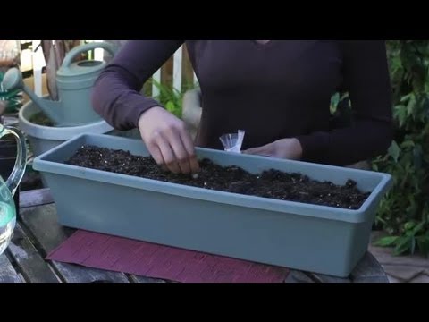 how to grow lettuce from a seed
