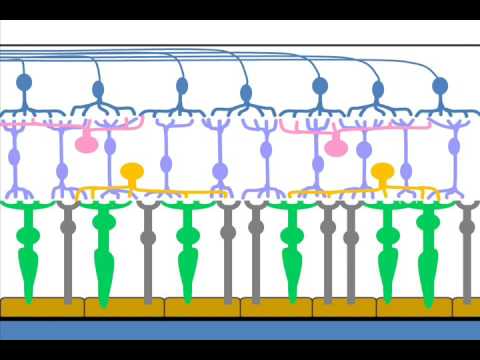 Retina - A patient's description of the retinal cells and layers.