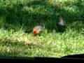 videos de woodpecker feeding Juvenile