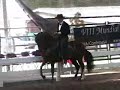 Paso Fino Horse El Aprendiz de Colores & Kelley Cox Paso Fino Horse El Aprendiz de Colores & Kelley Cox