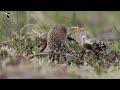 Spoonbilled Sandpiper Hatching 