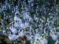 Lavagem do Bonfim