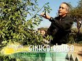 Gingko Biloba