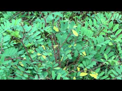 how to grow acacia confusa