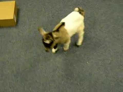 pygmy - Derby is my old boss's pygmy goat. Derby lost her mum @ 1 day old so she is bringing her up & she is turning out to be a right handfull. This is her in our o...