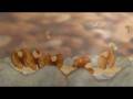videos de persilya_entre mer et terre_1108.wmv