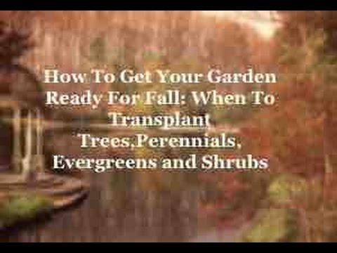 how to transplant small evergreen trees