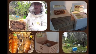 14 - Cosecha y embalaje de abejas reinas 14 - Cosecha y embalaje de abejas reinas