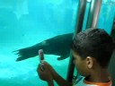 Lobo marinho, mascote do aquario de santos 