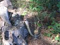 Snake Eating Frog Snake Eating Frog