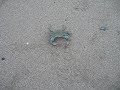 Edisto Beach Blue Crab Edisto Beach Blue Crab