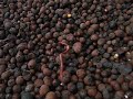 Earthworm in aquaponics