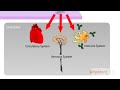Nervous System Neuron Dendrites Axon