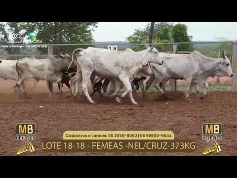 522 LEILO VIRTUAL MB LEILES