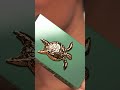 Sea Turtle Eyeshadow Trio - Warm video image 0