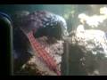 Video gravado em luz actinica, mostra um pouco dos corais expostos a venda na Aquarius Hobby.Av. Dr. Armando Sales de Oliveira, 730 Taquaral Campinas SP. fone + 55 19 3294-9055 falecom@aquariushobby.com.br 