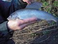 More grayling fishing on the River Dove