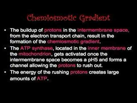 Aerobic Metabolism