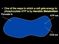 Aerobic Metabolism Aerobic Metabolism