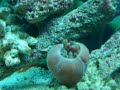 mushroom opening after peppermint shrimp meal