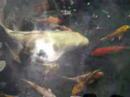 Pond Plants DIrect: