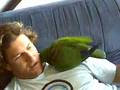 Confused Eclectus