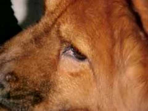 The Baerleht : Chow Chow