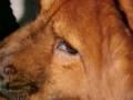 The Baerleht : Chow Chow