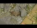 Click here to watch this video 【生後29日目】子プレ脱走中（その２）