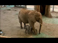 on march 11, 2007 17-year-old african elephant litsemba gave birth at the wild animal park.