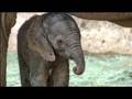 Baby Elephant Born at the Wild Animal Park