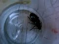 Goliath the Stag beetle.