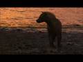 African dawn hyaena feast