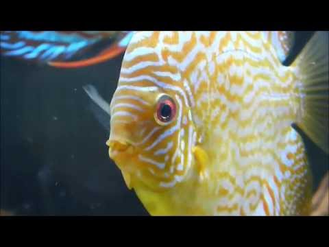 how to care discus fish