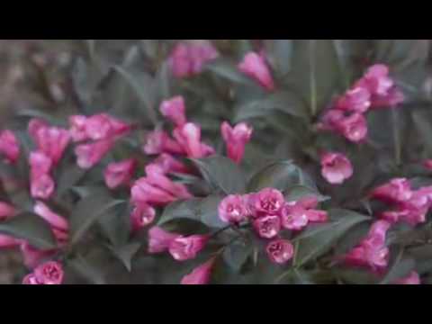how to fertilize weigela