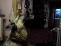 German Shepherd Max (Power)  Singing for You Tube