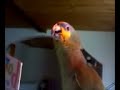 Nova Orange Wing Amazon
