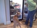 Benson Learns to Open teh Fridge