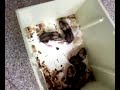 cuccioli di criceti!!!! cuccioli di criceti!!!!