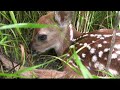Baby Deer Baby Deer